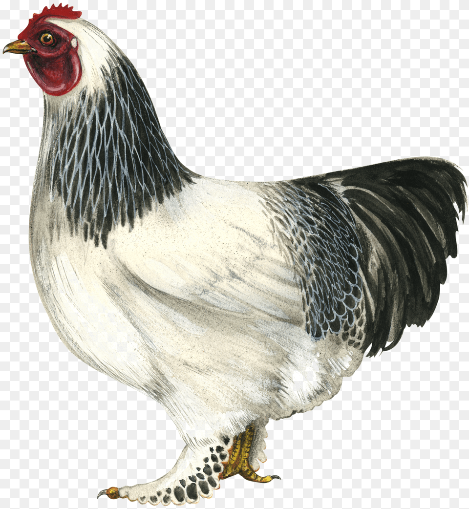 Hen Hd Brahma Chicken Draw, Animal, Bird, Fowl, Poultry Free Transparent Png