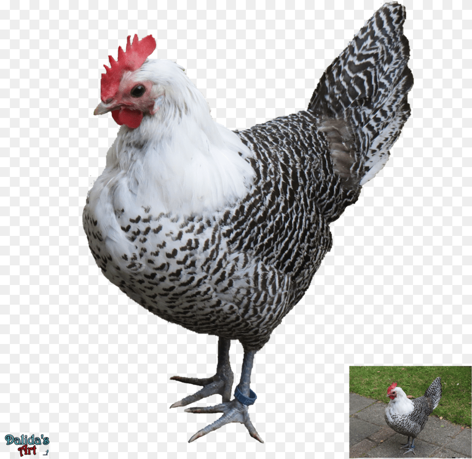 Hen Image Hd, Animal, Bird, Chicken, Fowl Png