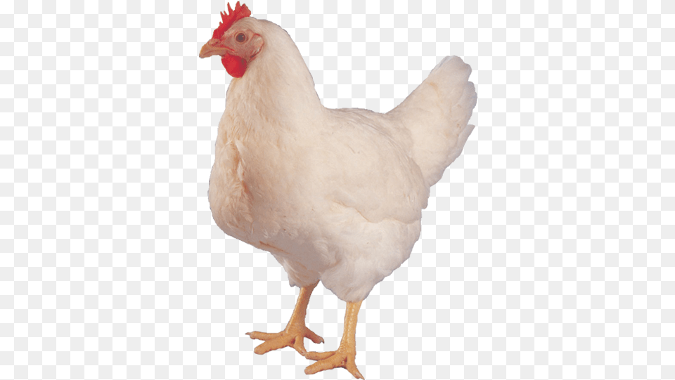 Hen Images Hd, Animal, Bird, Chicken, Fowl Png Image