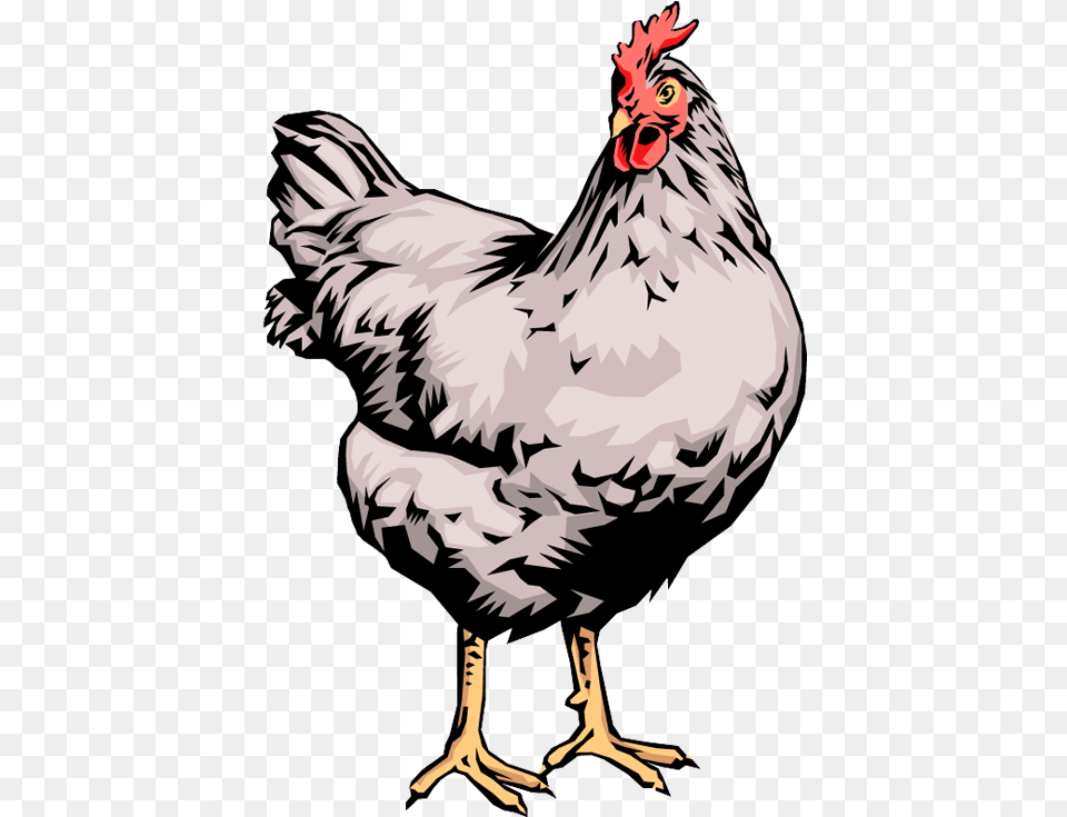 Hen Laying Egss Clip Art, Animal, Bird, Fowl, Poultry Png