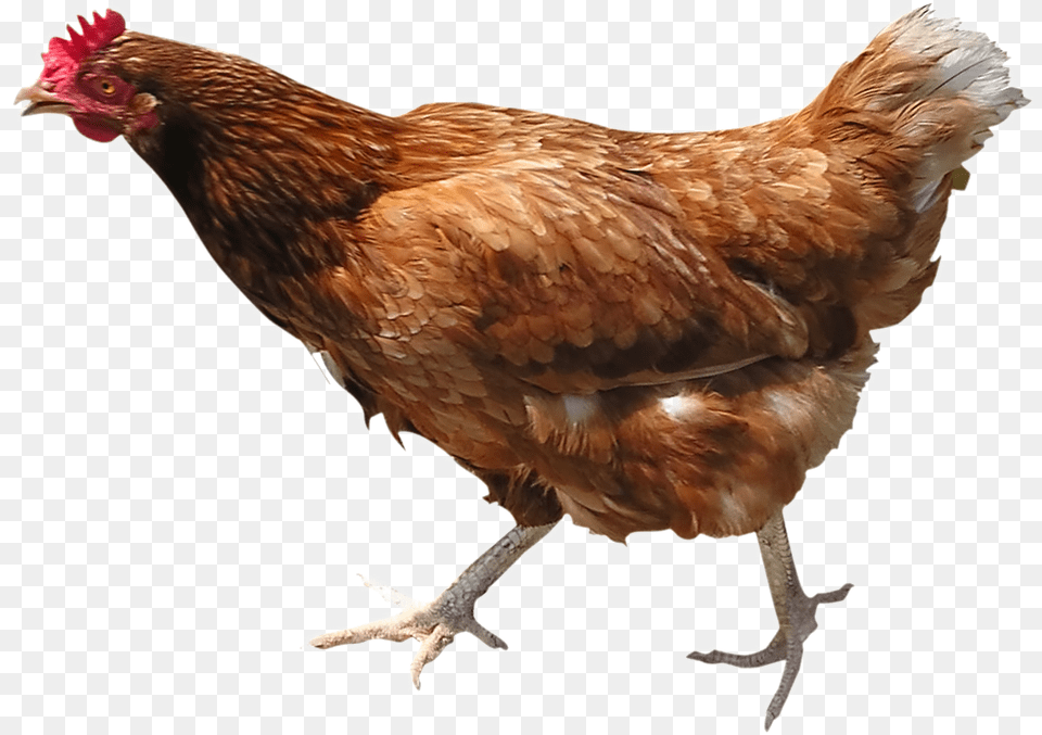 Hen Picture Live Chicken, Animal, Bird, Fowl, Poultry Free Transparent Png