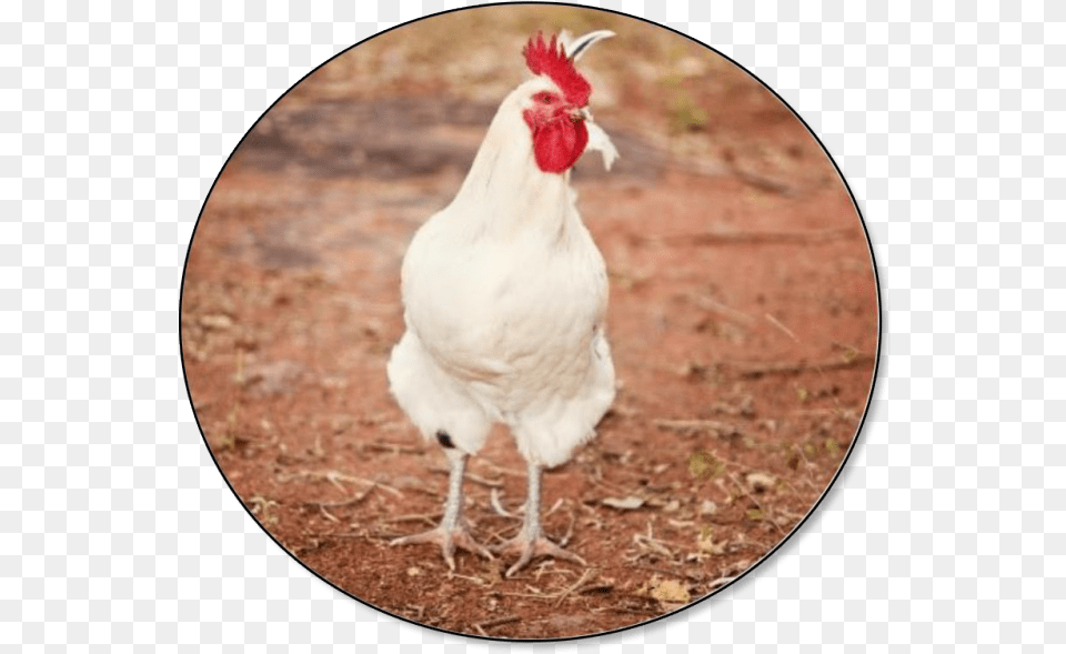 Hen Solo, Animal, Bird, Chicken, Fowl Free Png Download