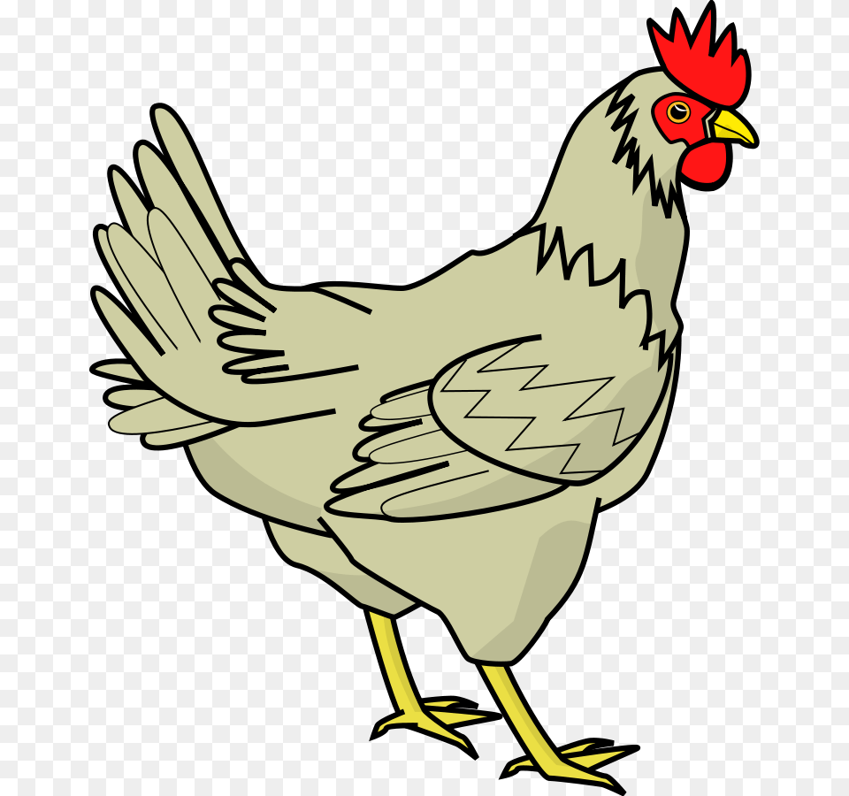 Hen Transparent Hen Images, Animal, Bird, Chicken, Fowl Png Image