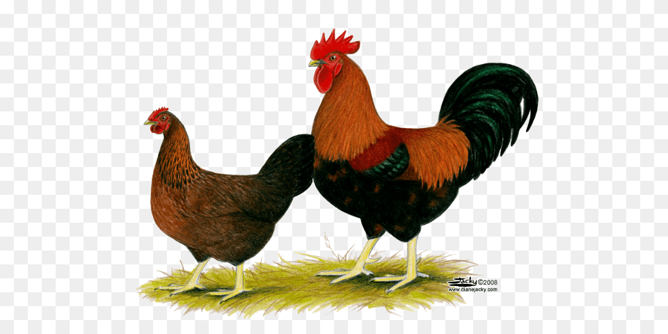 Hen Transparent Images, Animal, Bird, Chicken, Fowl Free Png Download