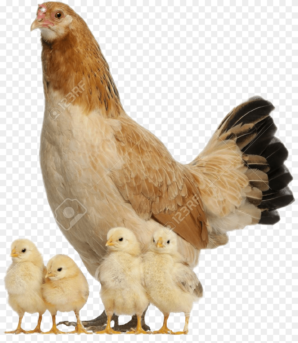 Hen With Chicks, Animal, Bird, Chicken, Fowl Free Png Download