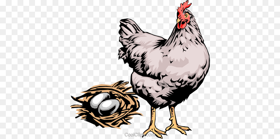 Hen With Eggs Royalty Vector Clip Art Illustration, Animal, Bird, Chicken, Fowl Free Transparent Png