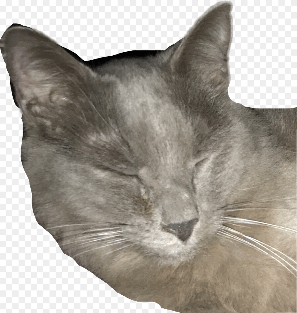 Henry Cat Gray Cat Grey Kittyfreetoedit Domestic Short Haired Cat, Animal, Mammal, Pet, Angora Png