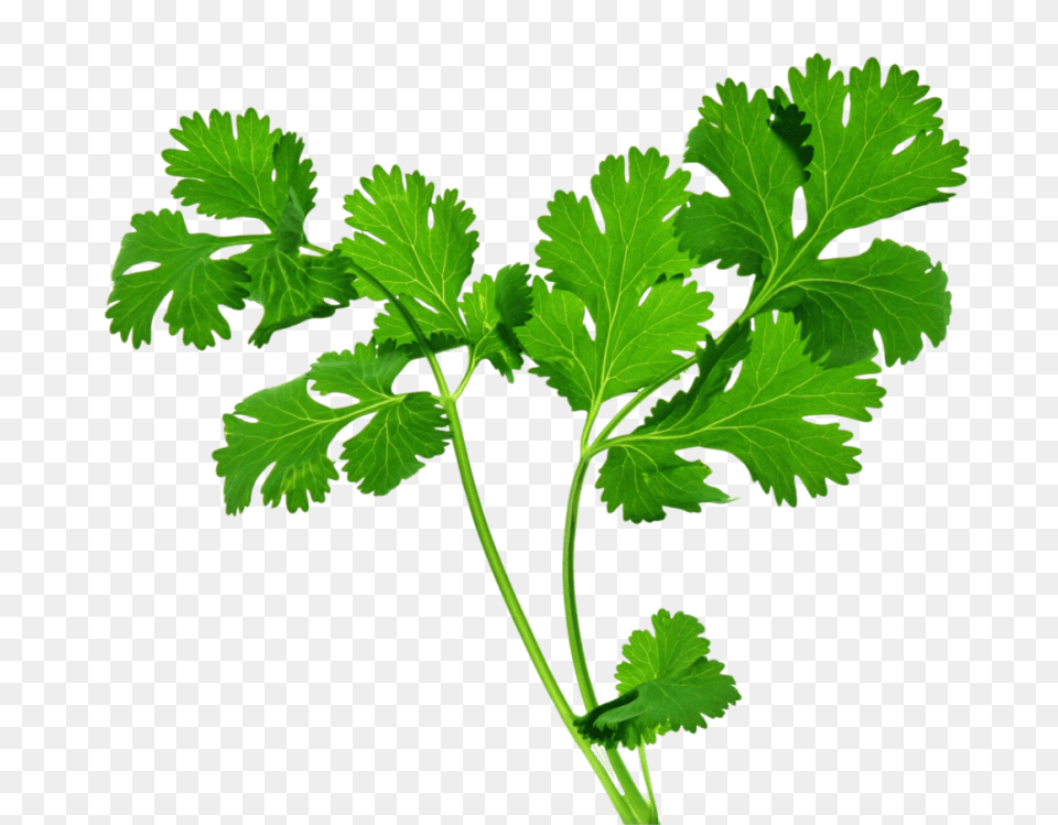 Herb, Herbs, Parsley, Plant Free Transparent Png