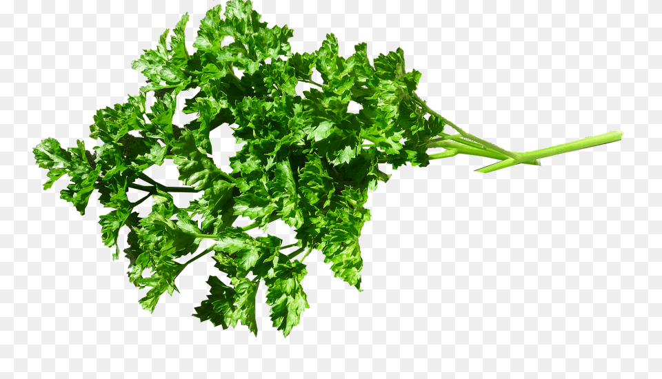 Herb Herbs, Parsley, Plant Free Png
