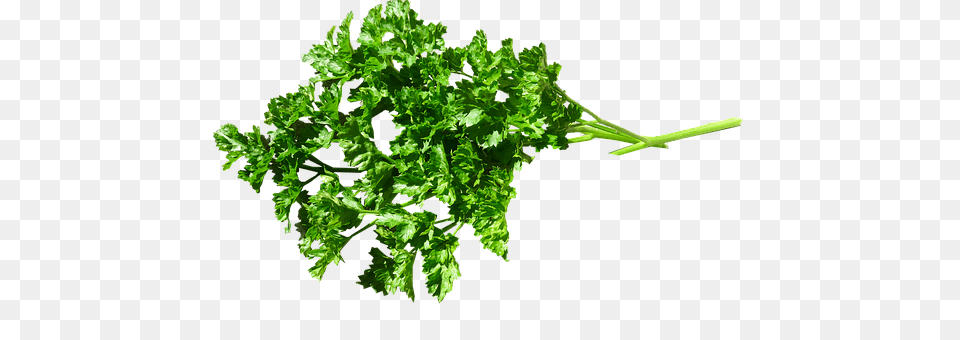 Herb Herbs, Parsley, Plant, Person Free Png Download