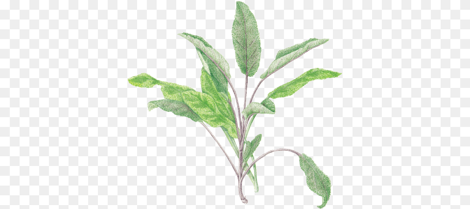 Herb, Grass, Herbal, Herbs, Leaf Free Png