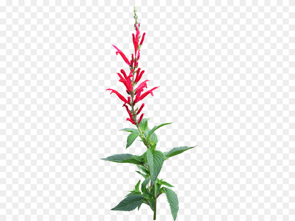 Herb Acanthaceae, Flower, Plant, Grass Free Transparent Png