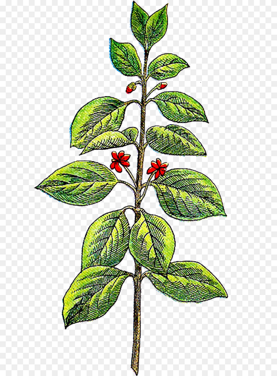 Herb, Acanthaceae, Plant, Leaf, Herbs Png