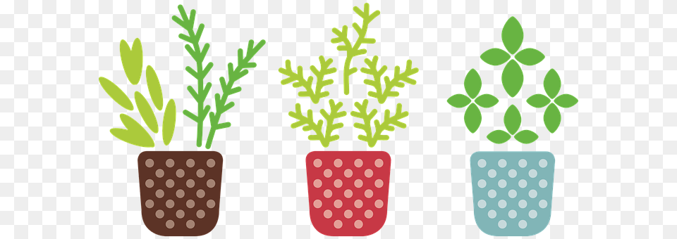 Herb Jar, Plant, Planter, Potted Plant Png