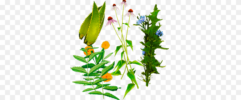 Herb, Acanthaceae, Plant, Leaf, Herbs Png