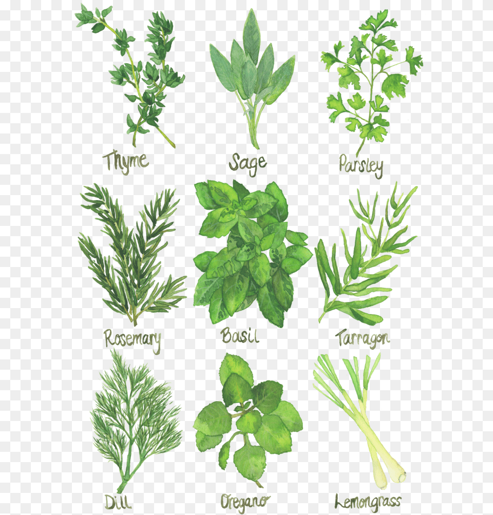 Herb Chart Kitchen Art Watercolor Print Herb Chart, Herbal, Herbs, Plant, Leaf Free Png