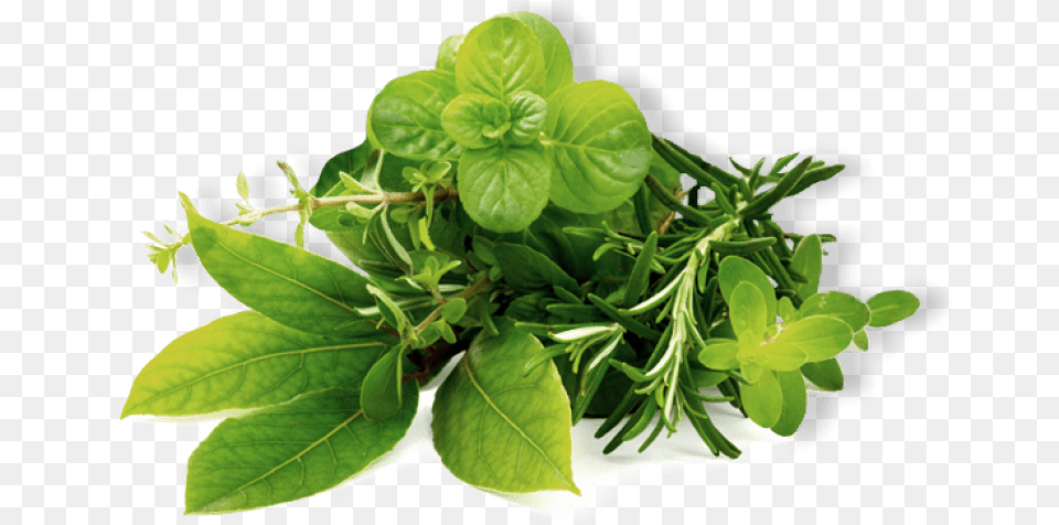 Herb Hd Images Transparent Feuille De Menthe Fraiche, Herbal, Herbs, Leaf, Plant Free Png