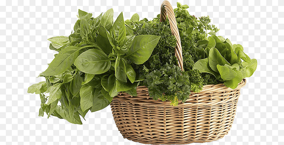 Herb Herb Basket, Herbal, Herbs, Plant, Leaf Png