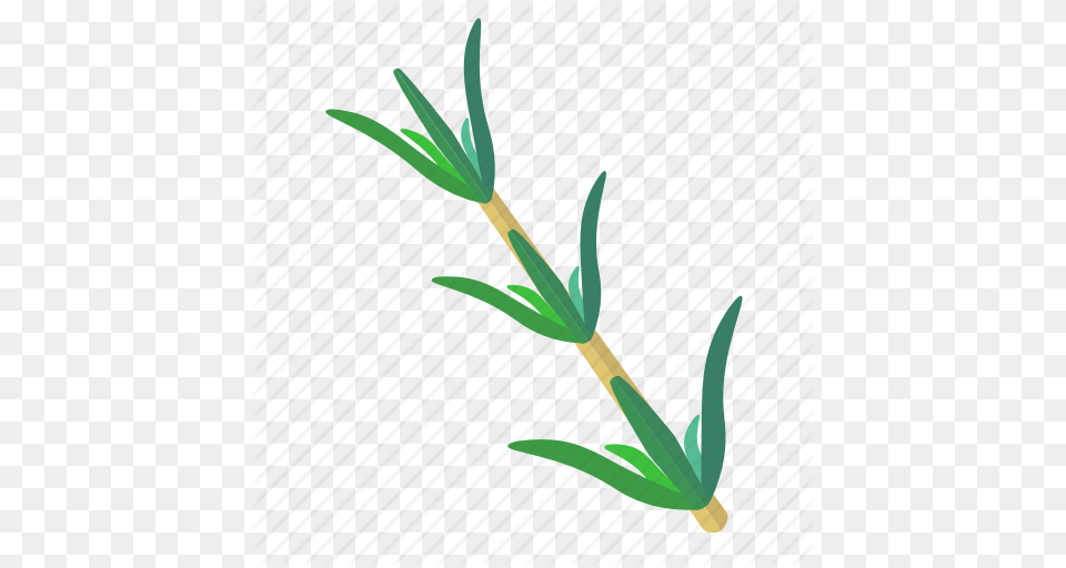 Herb Herbs Ingredient Leaves Spice Spices Thyme Icon, Plant, Food, Produce, Leek Free Transparent Png