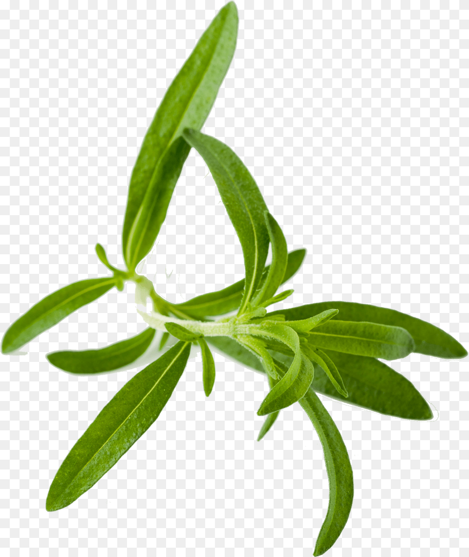 Herb Images Herbs, Herbal, Leaf, Plant, Tree Free Transparent Png