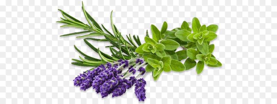 Herb Images Herbs Tea, Flower, Herbal, Plant, Lavender Png