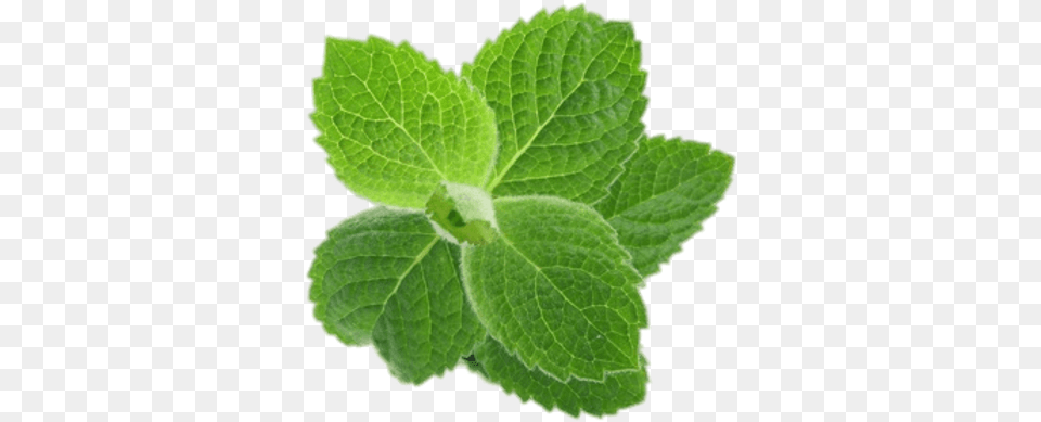 Herb Images Menthe, Herbs, Mint, Plant, Leaf Free Png