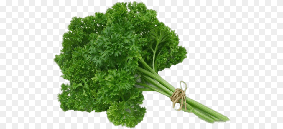 Herb Images Parsley, Herbs, Plant Free Png