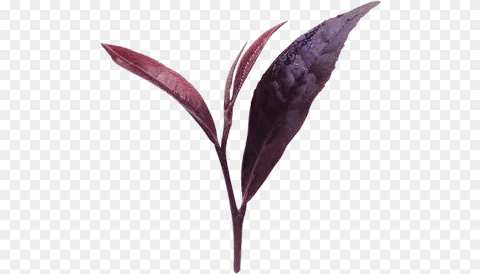 Herb Img Purple Tea Extract, Leaf, Plant, Beverage, Flower Free Transparent Png