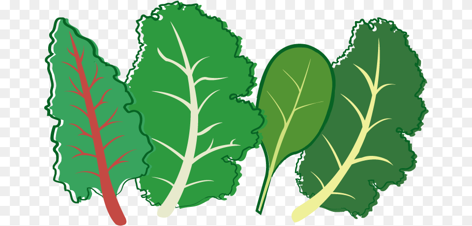 Herb Leaf Vegetable Plant Stem Seed Leafy Greens Clipart Transparent Background, Food, Produce, Kale, Leafy Green Vegetable Png