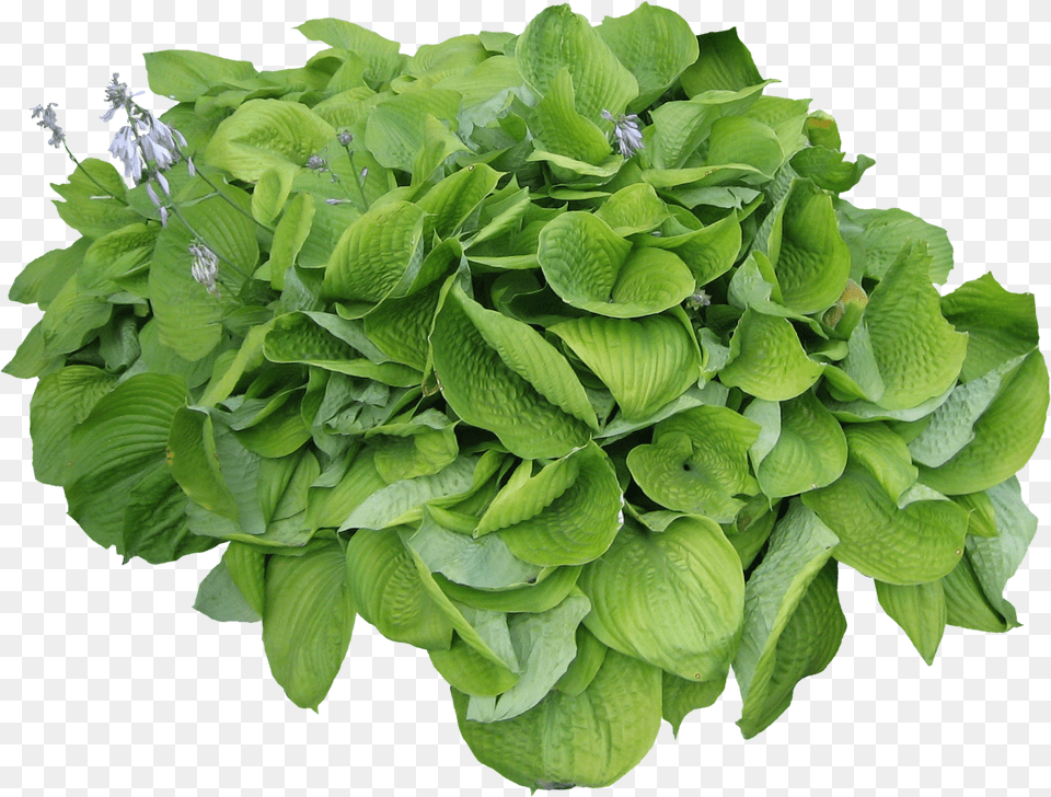 Herb Looks Like Parsley, Leaf, Plant, Flower, Green Free Png