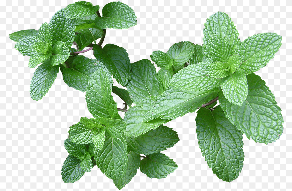 Herb Mint Cut Gravida Pode Tomar Cha De Hortel, Herbs, Plant, Leaf Free Png