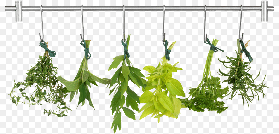Herb Pic Herb, Leaf, Plant, Potted Plant, Moss Free Png Download