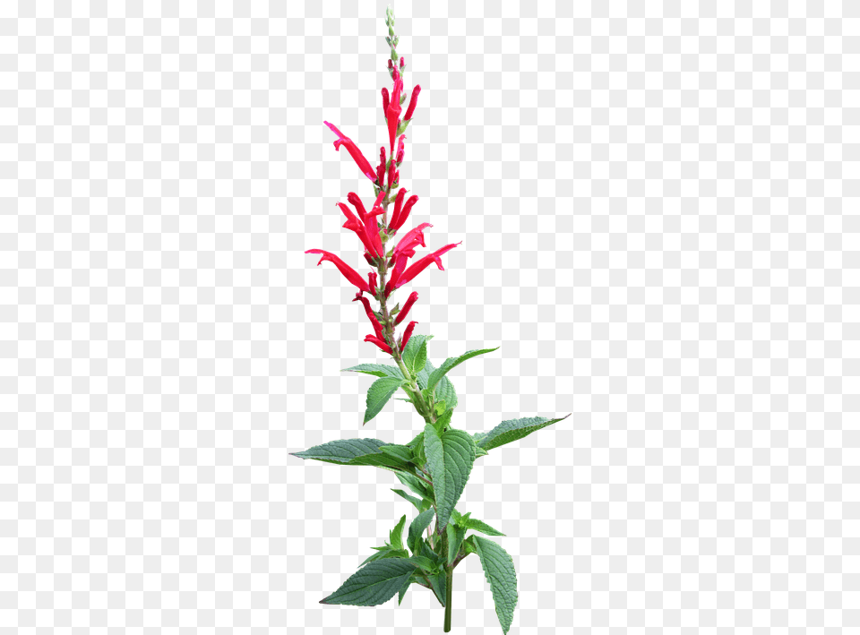 Herb Pineapple Sage Flower Pineapple Sage White Background, Acanthaceae, Plant Free Png
