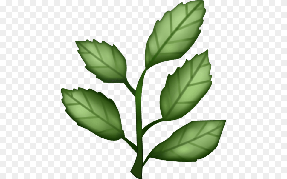 Herb Transparent Images, Herbs, Leaf, Plant, Herbal Png