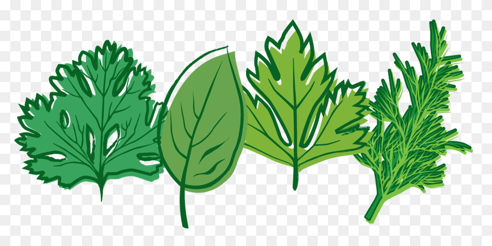 Herb Transparent Images, Herbal, Herbs, Parsley, Plant Free Png