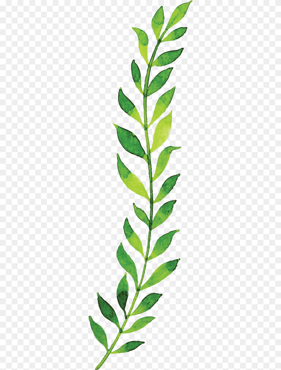 Herbaceous Plant, Herbal, Herbs, Leaf, Astragalus Free Transparent Png