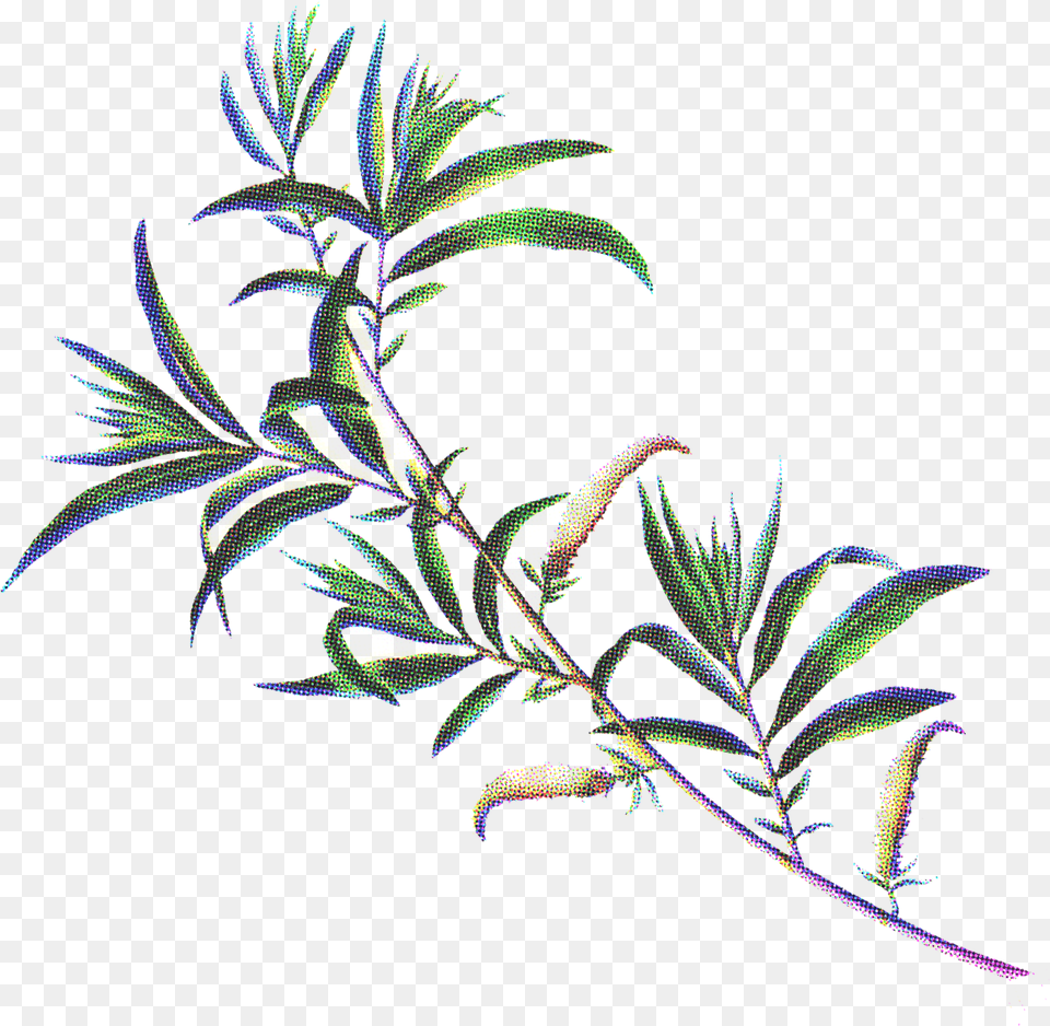 Herbaceous Plant, Art, Graphics, Pattern, Accessories Png Image