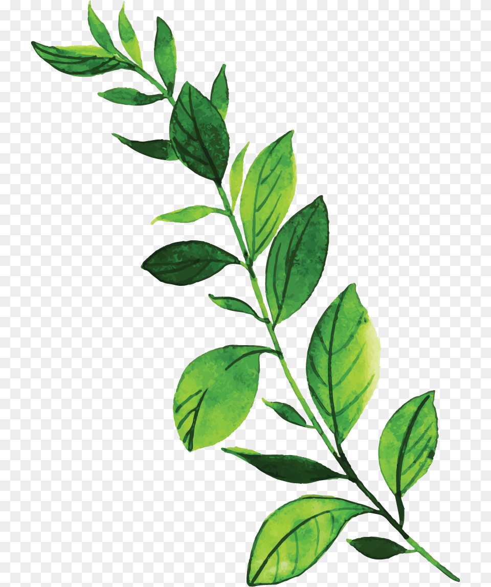 Herbaceous Plant, Herbal, Herbs, Leaf, Beverage Free Png