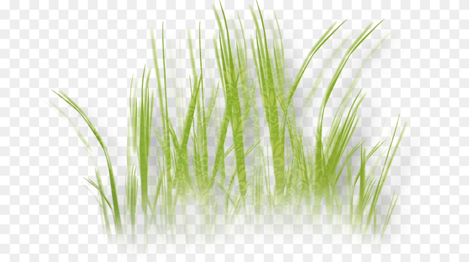 Herbaceous Plant Grass Clip Art Clip Art, Aquatic, Vegetation, Water, Green Png Image