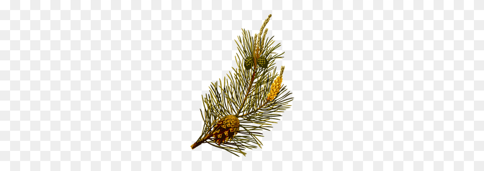 Herbal Conifer, Pine, Plant, Tree Free Png