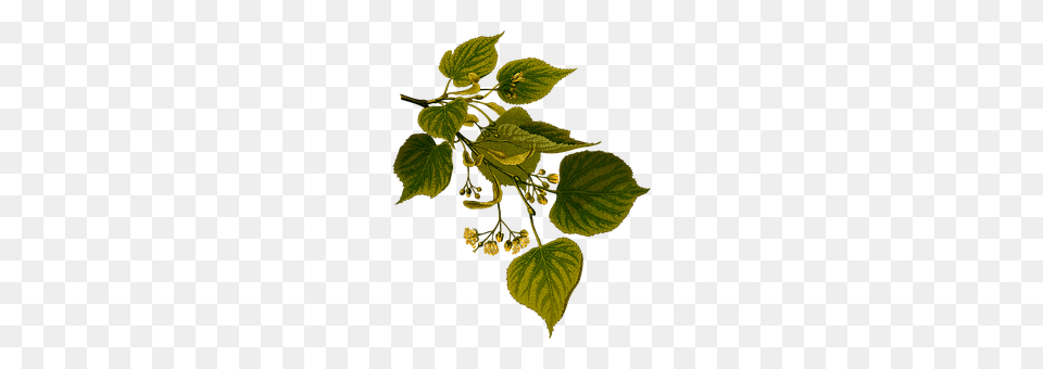 Herbal Herbs, Leaf, Plant, Tree Free Transparent Png