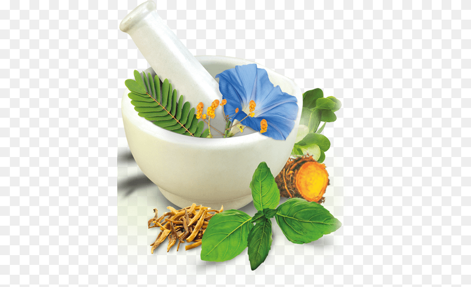Herbal Products Prepared By Tribes To Be Exported Suggest Name For Ayurvedic Company, Herbs, Leaf, Plant, Cannon Free Png Download