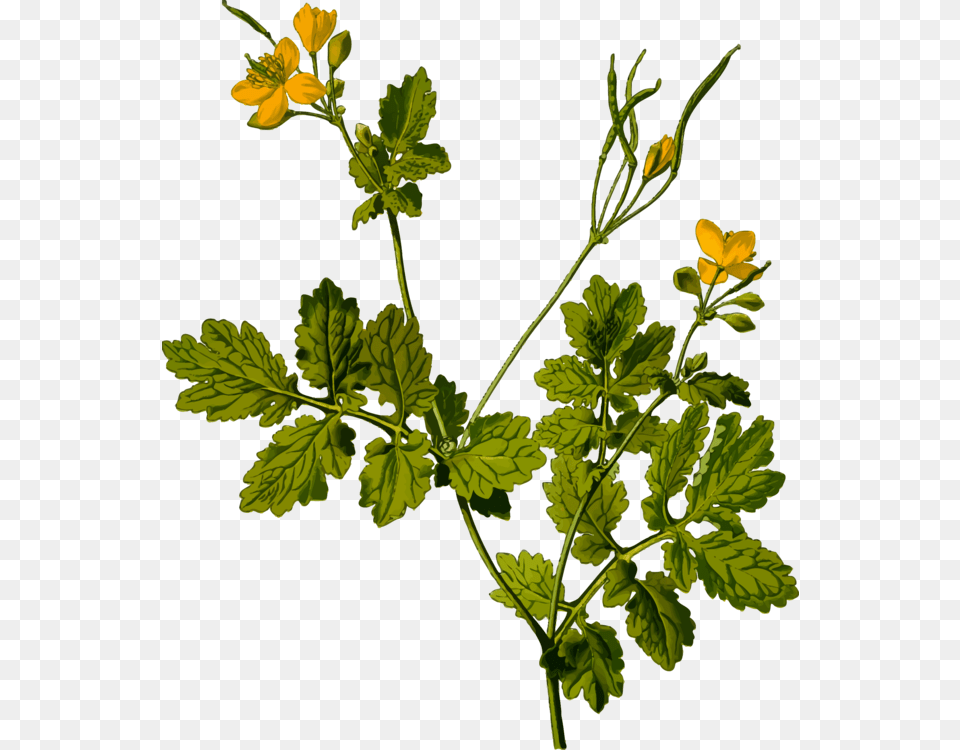 Herbal Tea Medicinal Plants Flower Parsley Greater Celandine, Leaf, Plant, Herbs, Geranium Free Png