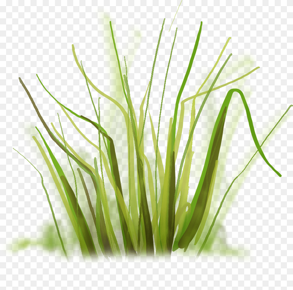 Herbe Dessin, Grass, Green, Plant, Vegetation Free Png