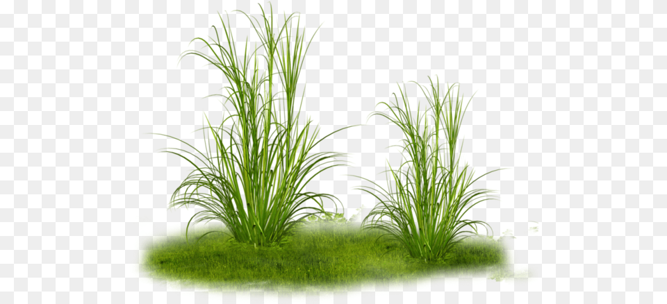 Herbe Green Grass Plant Transparent Dry Grass, Aquatic, Moss, Vegetation, Water Png