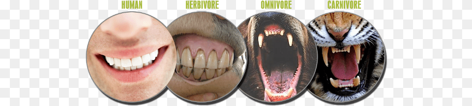 Herbivore Vs Omnivore Teeth, Body Part, Mouth, Person, Animal Png Image