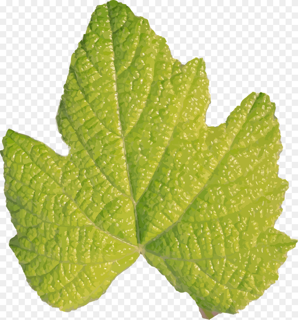 Herbplantgrape Leaves Hojas Sin Tallo, Leaf, Plant, Tree Free Transparent Png