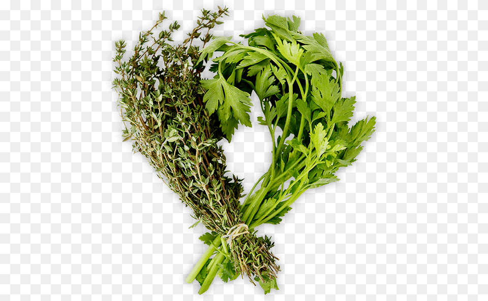 Herbs, Parsley, Plant, Herbal Free Png Download