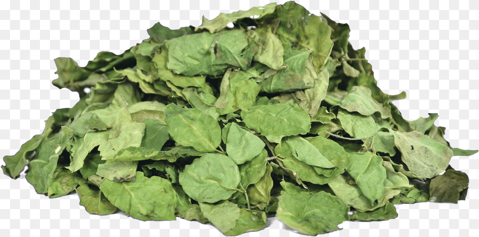 Herbs Amp Botanicals Moringa Leaves Moringa Dry Leaves, Leaf, Plant, Food, Leafy Green Vegetable Png Image