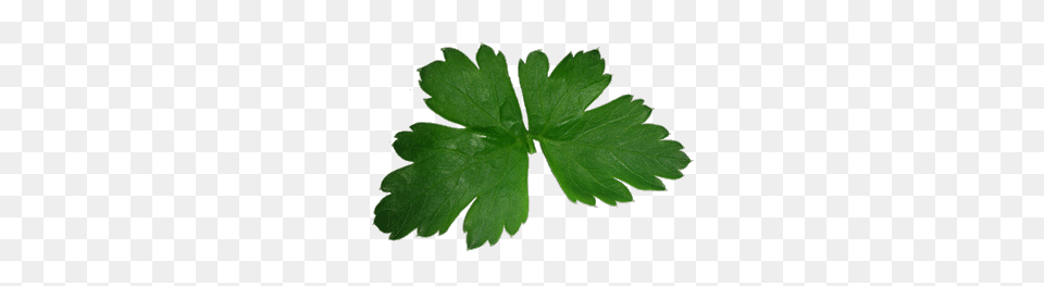 Herbs And You, Parsley, Plant, Leaf Png